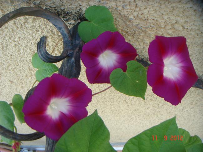 Name:  DSC00716.jpg
Views: 463
Size:  47.8 KB