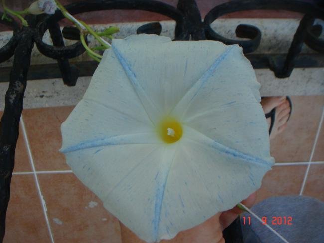 Name:  DSC00712.jpg
Views: 461
Size:  30.3 KB