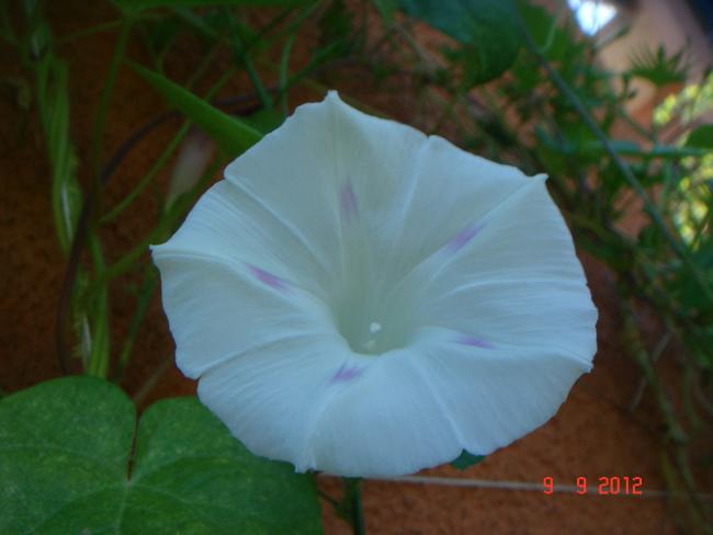 Name:  DSC00477.jpg
Views: 467
Size:  27.3 KB