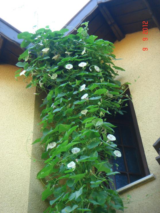 Name:  DSC00501.jpg
Views: 457
Size:  72.7 KB