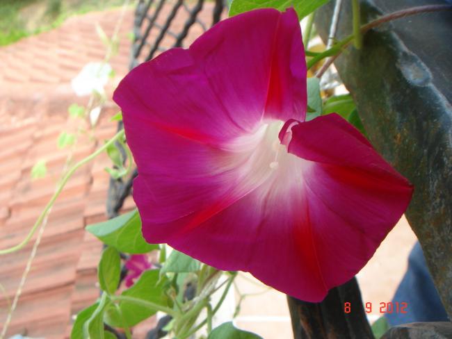 Name:  DSC00334.jpg
Views: 472
Size:  36.8 KB
