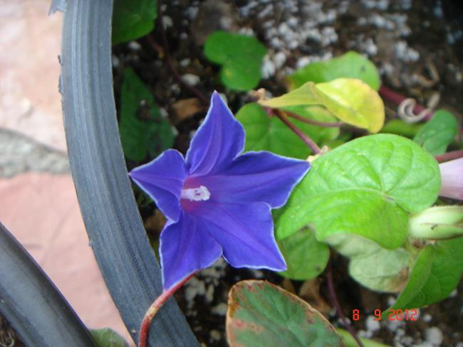Name:  DSC00191.jpg
Views: 471
Size:  40.8 KB