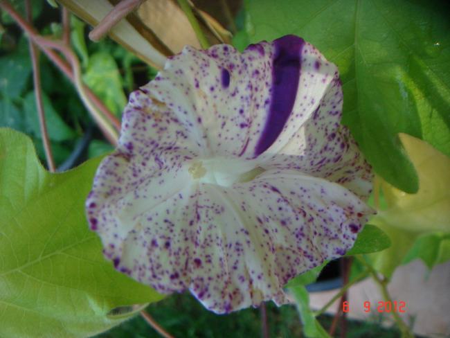 Name:  DSC00140.jpg
Views: 464
Size:  39.9 KB