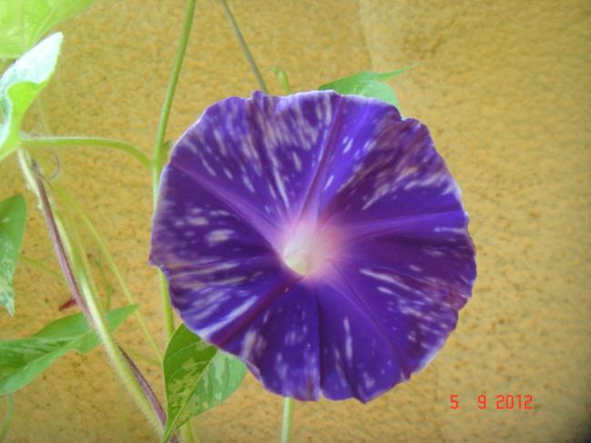 Name:  DSC00065.jpg
Views: 482
Size:  37.7 KB