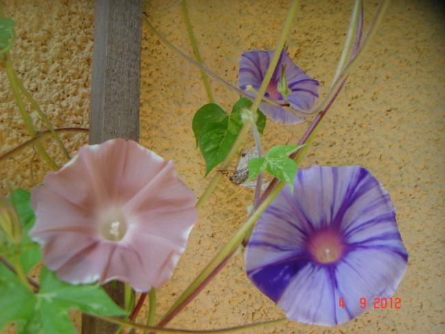 Name:  DSC00083.jpg
Views: 471
Size:  43.7 KB