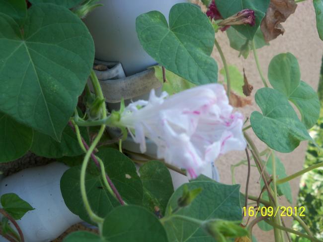 Name:  101_1976.jpg
Views: 475
Size:  38.5 KB
