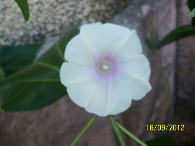 Name:  101_1910.jpg
Views: 437
Size:  22.9 KB