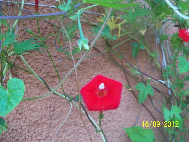 Name:  101_1783.jpg
Views: 710
Size:  56.0 KB