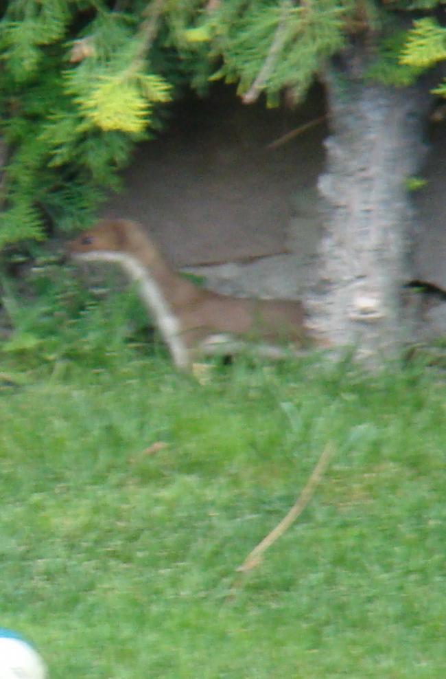 Name:  g1.jpg
Views: 800
Size:  65.1 KB