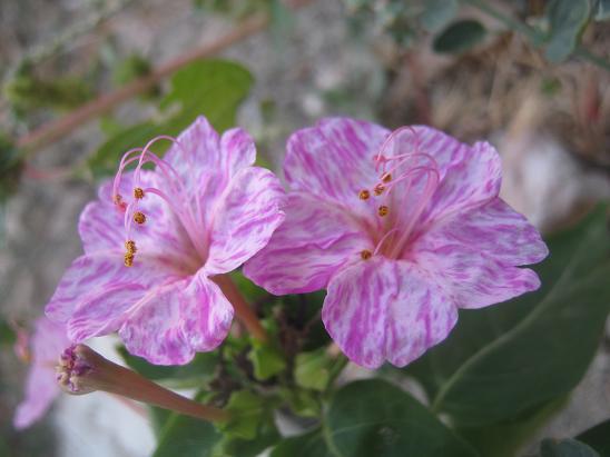 Name:  akam s.2.JPG
Views: 1905
Size:  42.2 KB