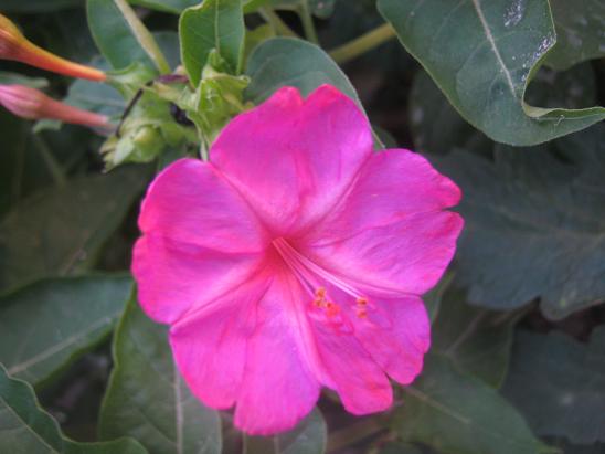 Name:  akam s.3.JPG
Views: 1933
Size:  39.2 KB