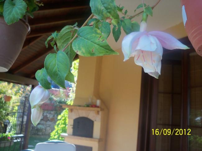 Name:  101_1870.jpg
Views: 393
Size:  35.3 KB