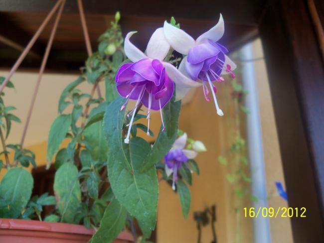 Name:  101_1877.jpg
Views: 405
Size:  34.5 KB