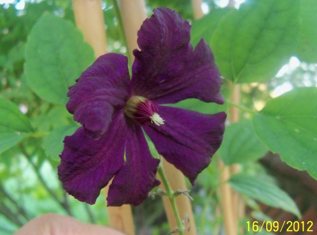 Name:  101_1738.jpg
Views: 543
Size:  34.2 KB
