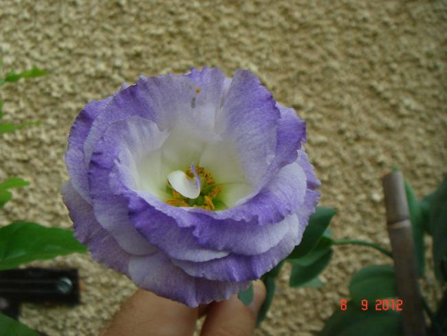 Name:  DSC00295.jpg
Views: 445
Size:  39.2 KB