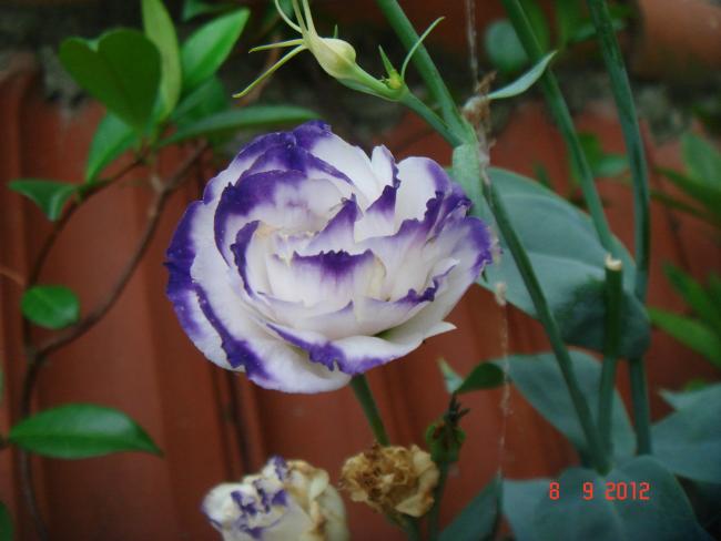 Name:  DSC00306.jpg
Views: 426
Size:  34.1 KB