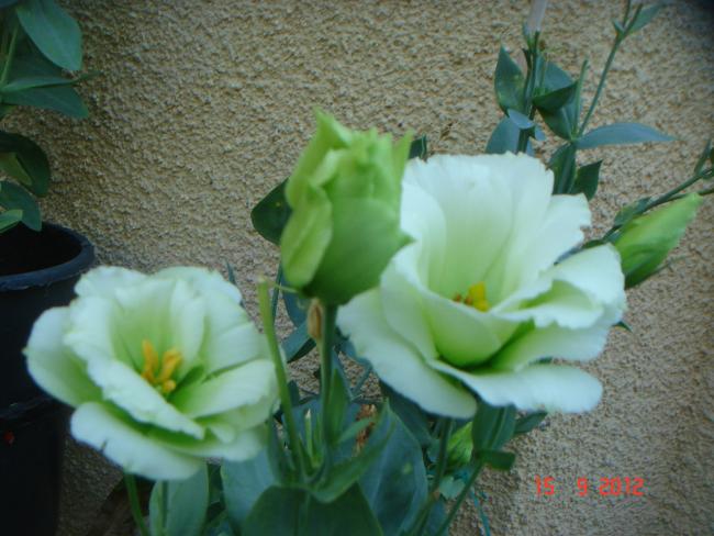 Name:  DSC00785.jpg
Views: 438
Size:  47.7 KB