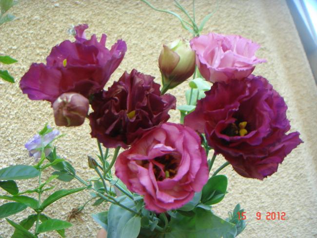 Name:  DSC00676.jpg
Views: 429
Size:  56.5 KB