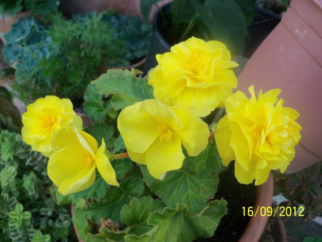 Name:  101_1897.jpg
Views: 404
Size:  40.6 KB