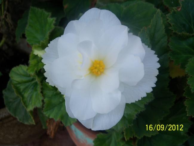 Name:  101_1903.jpg
Views: 398
Size:  26.5 KB