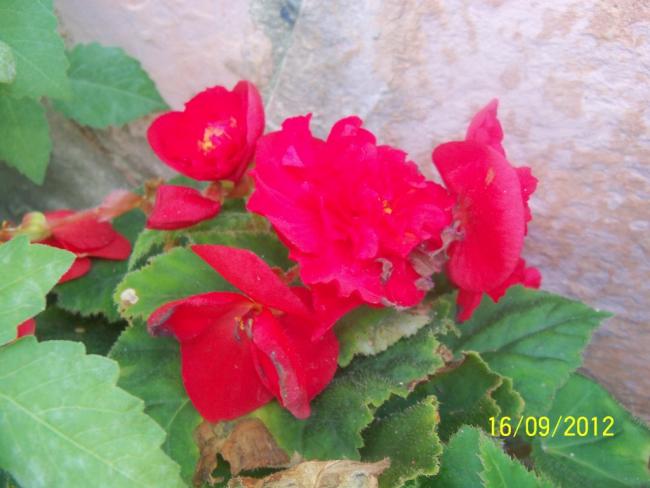 Name:  101_1908.jpg
Views: 407
Size:  40.4 KB