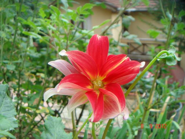 Name:  DSC00230.jpg
Views: 450
Size:  50.0 KB