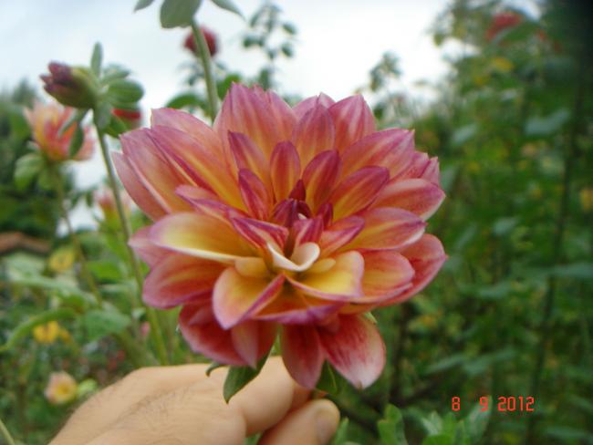 Name:  DSC00236.jpg
Views: 444
Size:  36.7 KB