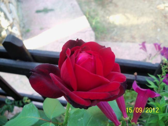Name:  101_1666.jpg
Views: 861
Size:  34.4 KB