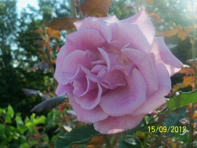 Name:  101_1635.jpg
Views: 882
Size:  38.2 KB
