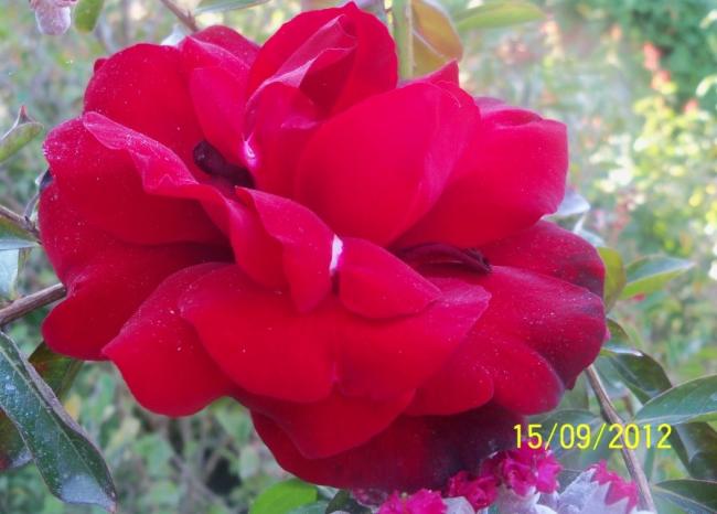 Name:  101_1669.jpg
Views: 917
Size:  37.8 KB