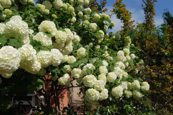 Name:  DSC_5459.jpg
Views: 1527
Size:  58.7 KB