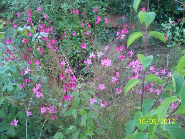 Name:  101_1802.jpg
Views: 807
Size:  71.5 KB
