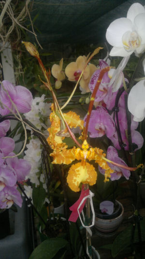 Name:  2012-09-19-390rz.jpg
Views: 1121
Size:  48.1 KB
