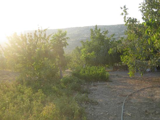 Name:  sebze bahesi.JPG
Views: 1904
Size:  55.4 KB