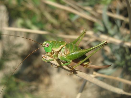 Name:  bcek.JPG
Views: 1621
Size:  40.9 KB