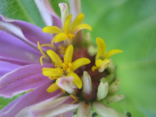 Name:  zinnia-.JPG
Views: 1787
Size:  35.8 KB