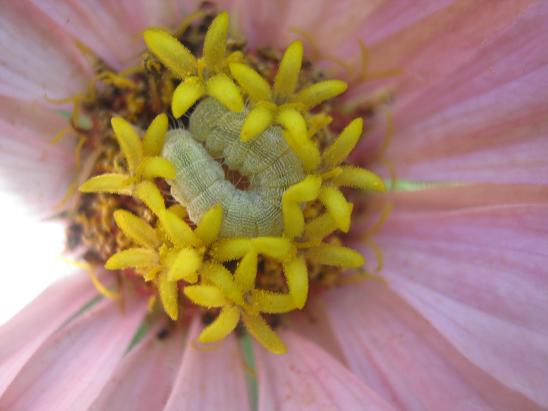 Name:  zinnia1.JPG
Views: 1717
Size:  39.1 KB