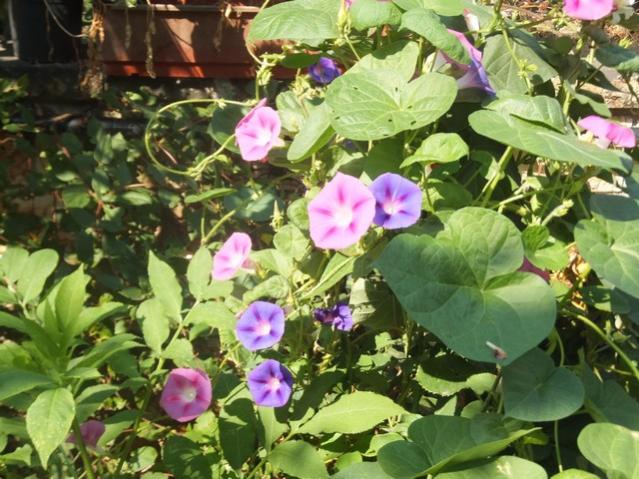 Name:  DSCF5230.jpg
Views: 382
Size:  64.9 KB