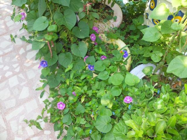 Name:  DSCF5237.jpg
Views: 363
Size:  61.9 KB