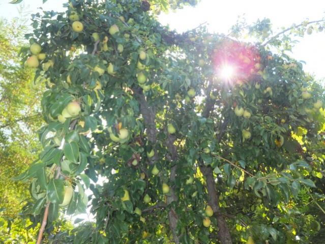 Name:  DSCF5241.jpg
Views: 403
Size:  66.4 KB