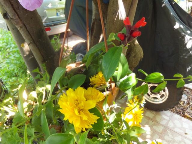 Name:  DSCF5244.jpg
Views: 366
Size:  55.2 KB