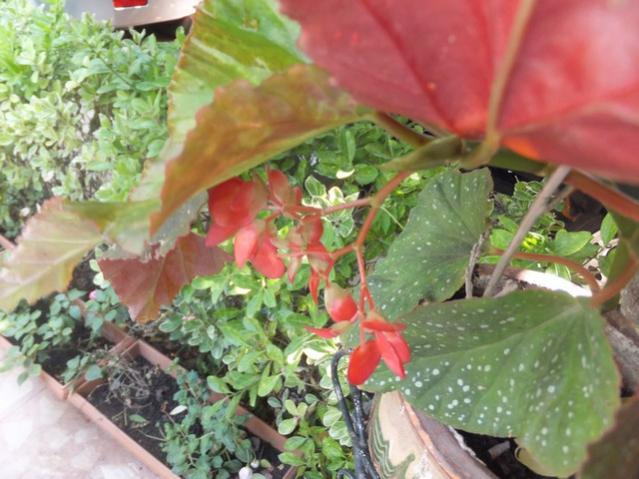 Name:  DSCF5246.jpg
Views: 376
Size:  51.7 KB