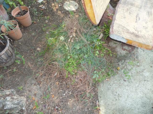 Name:  DSCF5253.jpg
Views: 376
Size:  66.2 KB