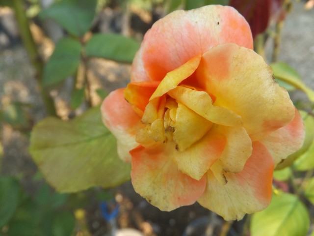 Name:  DSCF5262.jpg
Views: 373
Size:  60.9 KB