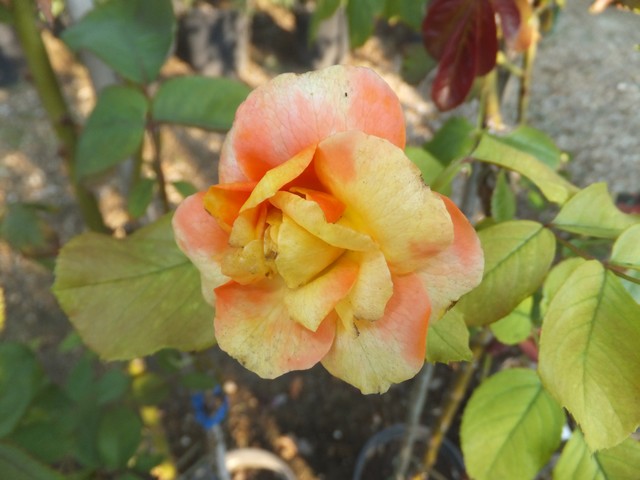 Name:  DSCF5263.jpg
Views: 364
Size:  68.3 KB