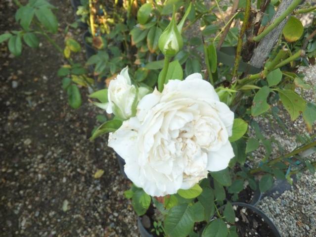 Name:  DSCF5264.jpg
Views: 364
Size:  51.1 KB
