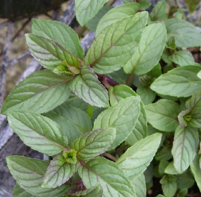 Name:  mint_chocolate_1.jpg
Views: 2029
Size:  57.7 KB