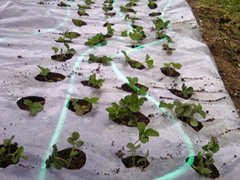 Name:  Photo-0098.jpg
Views: 3528
Size:  58.0 KB