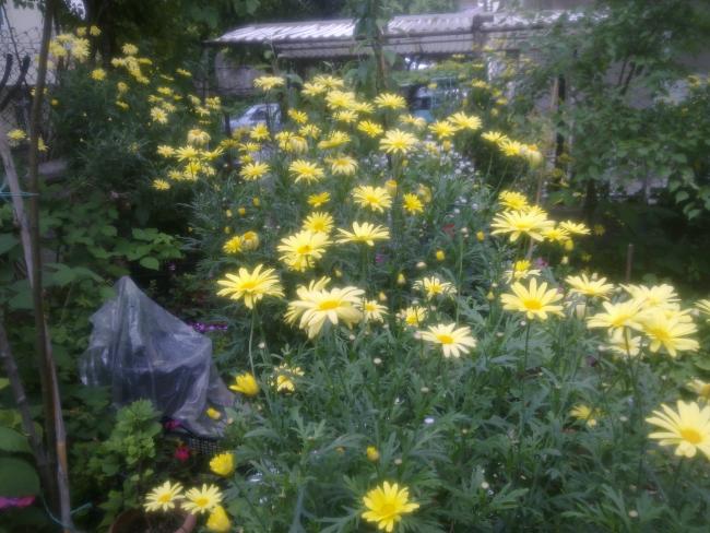 Name:  sar papatya.jpg
Views: 2558
Size:  59.5 KB