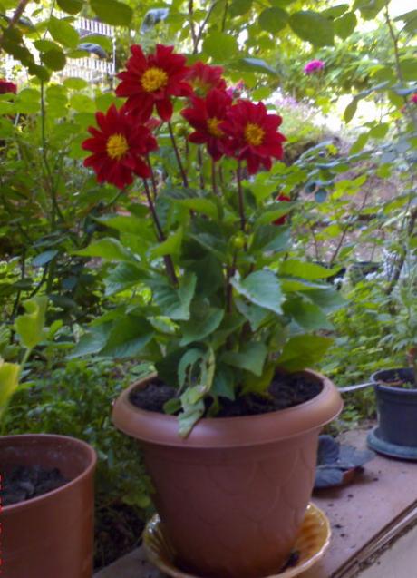Name:  DSC02371.jpg
Views: 1963
Size:  49.9 KB